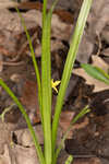 Curtis' star-grass